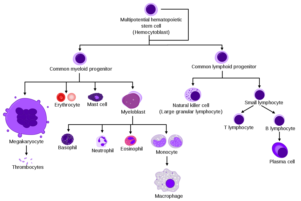 Tế bào gốc tạo máu và quá trình biệt hoá thành các tế bào khác