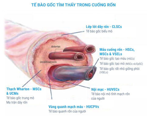 Các Vấn Đề Thường Gặp Liên Quan Đến Tĩnh Mạch Rốn