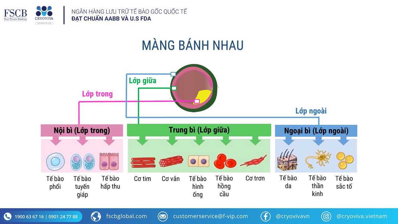 tế bào gốc màng bánh nhau asc